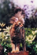 Photo: American Curl (Cat)
